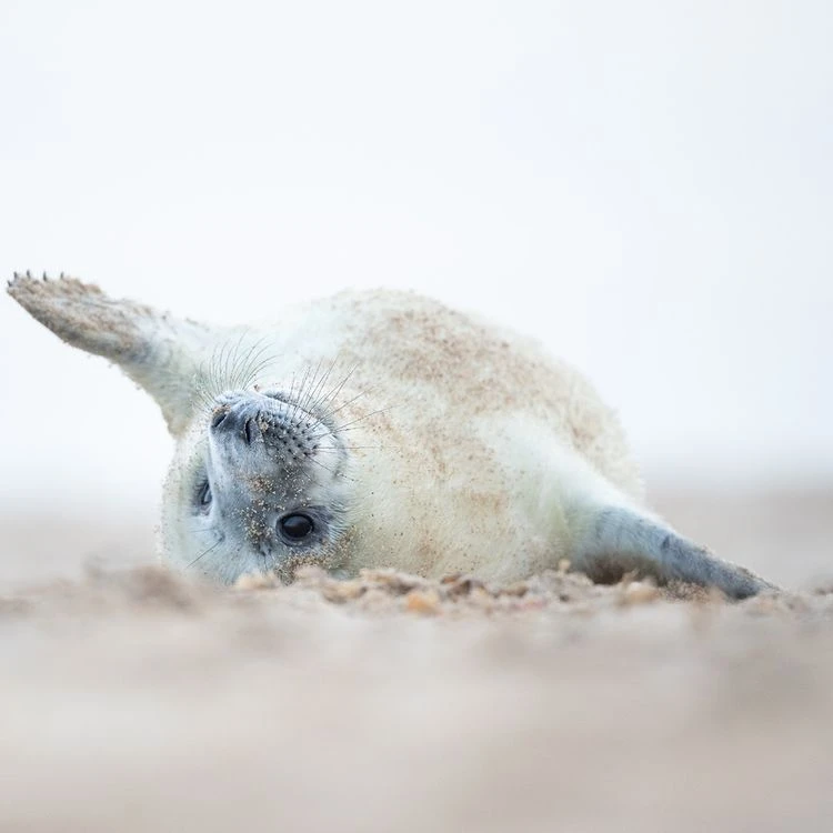 Seal Pup